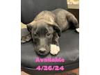 Adopt Dog Kennel #38 a Weimaraner, Labrador Retriever