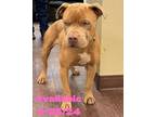 Adopt Dog Kennel #8 a Pit Bull Terrier, Mixed Breed