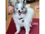 Adopt Libby a Pomeranian