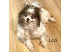 Adopt Lolo a Pomeranian