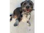 Adopt Sophie a Schnauzer