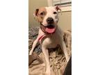 Adopt BOO a American Staffordshire Terrier