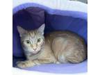 Adopt Stevie a Domestic Short Hair