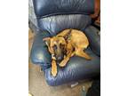 Adopt Pumpkin a Belgian Shepherd / Sheepdog