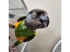 Adopt Kevin a Poicephalus / Senegal