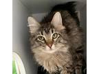 Adopt Bramble a Domestic Long Hair