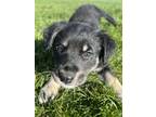 Adopt Misty a Labrador Retriever