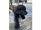 Adopt Coco a Labrador Retriever