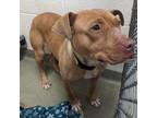 Adopt 19455 a Pit Bull Terrier