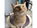 Adopt Honey Cake - Saudi Arabia a Domestic Short Hair