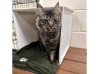 Adopt Smokey a Domestic Long Hair