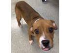 Adopt Uno a Pit Bull Terrier, Mixed Breed