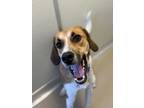 Adopt Pixie a Hound, Mixed Breed