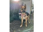 Adopt Mercedes a German Shepherd Dog