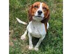 Adopt Rory a Beagle