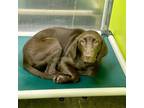 Adopt Chowder (Koko) a Chocolate Labrador Retriever