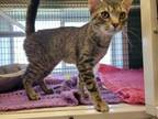 Adopt Jester a Domestic Short Hair