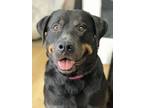 Adopt Bersa a Rottweiler, Mixed Breed