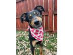 Adopt Wrenlee a Mixed Breed