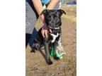 Adopt Be~nelli a Mixed Breed