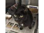Adopt Ivy (rescue only) a Domestic Short Hair