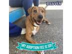 Adopt Mavis a Mixed Breed