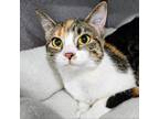 Adopt Claire a Domestic Short Hair