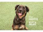 Adopt Dee Dee a Mixed Breed