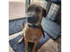 Adopt Daisey a Shepherd, Terrier