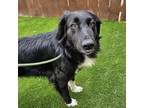 Adopt Demie - Adopted! a Flat-Coated Retriever, Border Collie