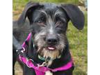 Adopt Streusel a German Wirehaired Pointer