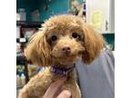 Adopt Lolly a Poodle