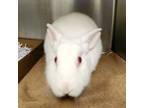 Adopt Princess Rapunzel a Bunny Rabbit