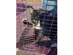 Adopt enchilada-Tag 30 a Domestic Short Hair