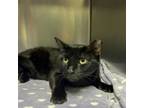 Adopt Midnight a Domestic Short Hair