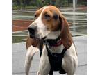 Adopt Samantha a Treeing Walker Coonhound