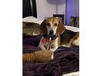 Adopt Sugarcane a Beagle