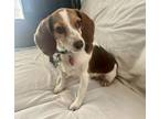 Adopt Toogie a Beagle