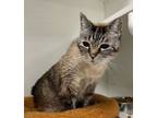 Adopt Lax a Domestic Short Hair, Siamese