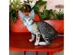 Adopt Bristol a Domestic Short Hair