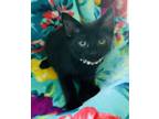 Adopt Kera a Domestic Medium Hair, Domestic Short Hair