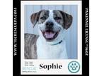 Adopt Sophie (The Variety Pack) 082623 a Mountain Cur, Hound
