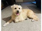 Adopt Peony a Terrier, Golden Retriever