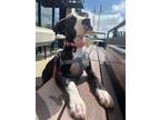 Adopt Penny Benjamin a Pit Bull Terrier