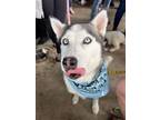 Adopt Anouk a Siberian Husky