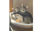 Adopt Cupcake & Gracie a Calico, Domestic Short Hair