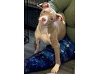 Adopt Luna 2024 a American Staffordshire Terrier, Mixed Breed