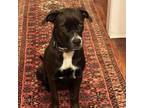 Adopt Gertrude MMal a Pit Bull Terrier