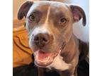 Adopt Princess HC a Pit Bull Terrier