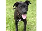 Adopt Mickey a Labrador Retriever